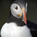 puffin_atlantic_msi_v_0988_can0601.jpg